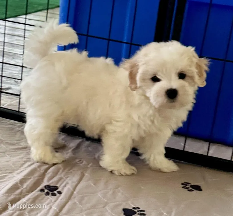 Ollie – Maltipoo, Poodle - Toy  puppy for sale in Mount Vernon, IL