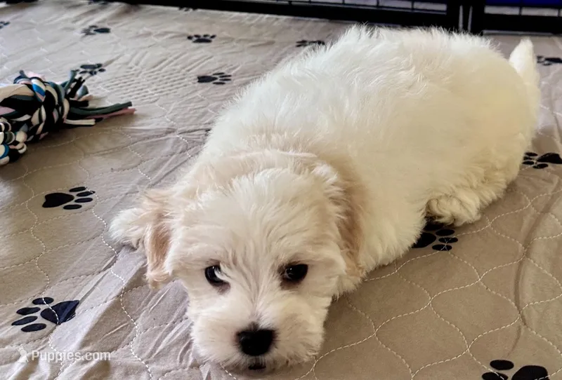 Ollie – Maltipoo, Poodle - Toy  puppy for sale in Mount Vernon, IL