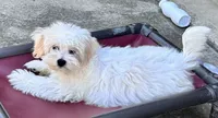 Ollie, a male Maltipoo and Poodle - Toy  for sale in Mount Vernon, IL – 6 of 10