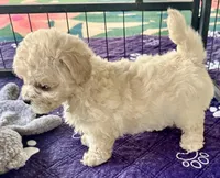 Daisy, a female Maltipoo and Poodle - Toy  for sale in Mount Vernon, IL – Photo 3 of 8