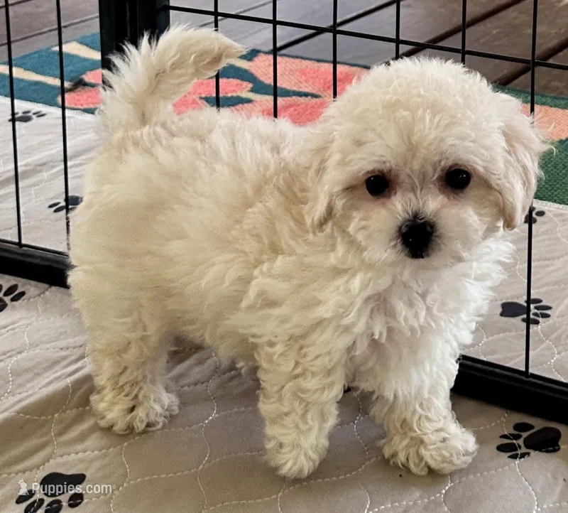 Daisy – Maltipoo, Poodle - Toy  puppy for sale in Mount Vernon, IL