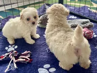 Daisy, a female Maltipoo and Poodle - Toy  for sale in Mount Vernon, IL – Photo 8 of 8