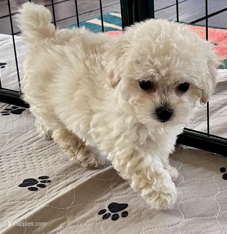 Daisy – Maltipoo, Poodle - Toy  puppy for sale in Mount Vernon, IL