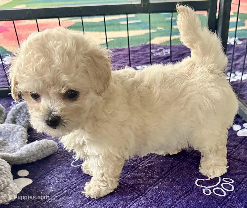 Daisy – Maltipoo, Poodle - Toy  puppy for sale in Mount Vernon, IL