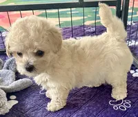 Daisy, a female Maltipoo and Poodle - Toy  for sale in Mount Vernon, IL – Photo 1 of 8