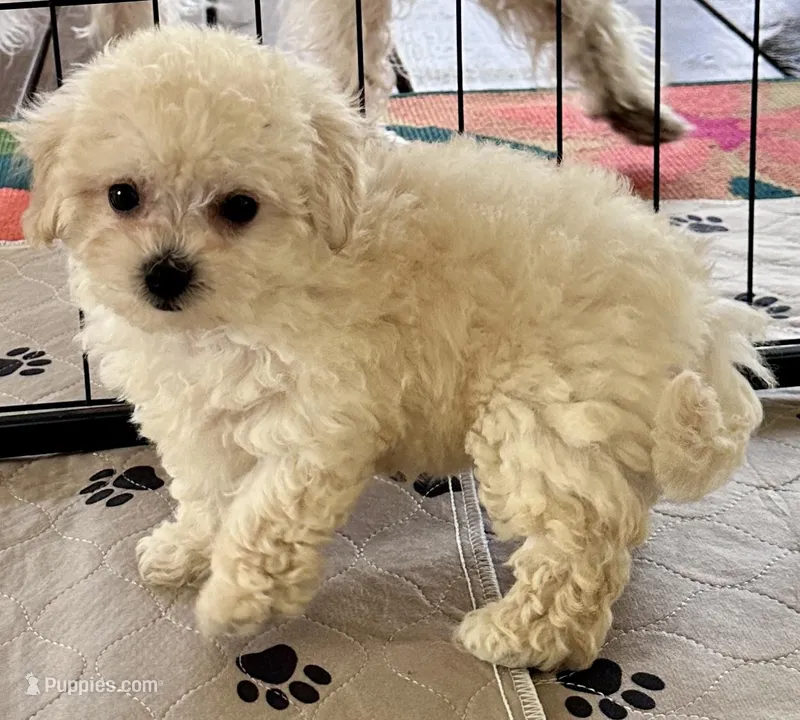 Daisy – Maltipoo, Poodle - Toy  puppy for sale in Mount Vernon, IL