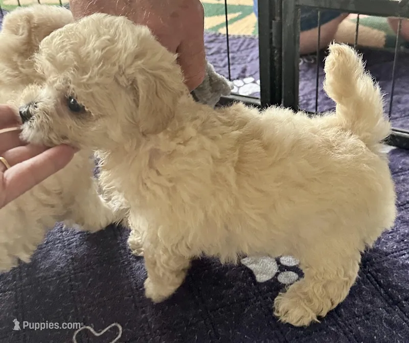 Daisy – Maltipoo, Poodle - Toy  puppy for sale in Mount Vernon, IL