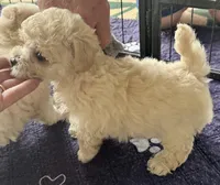 Daisy, a female Maltipoo and Poodle - Toy  for sale in Mount Vernon, IL – Photo 2 of 8