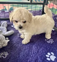 Daisy, a female Maltipoo and Poodle - Toy  for sale in Mount Vernon, IL – Photo 7 of 8