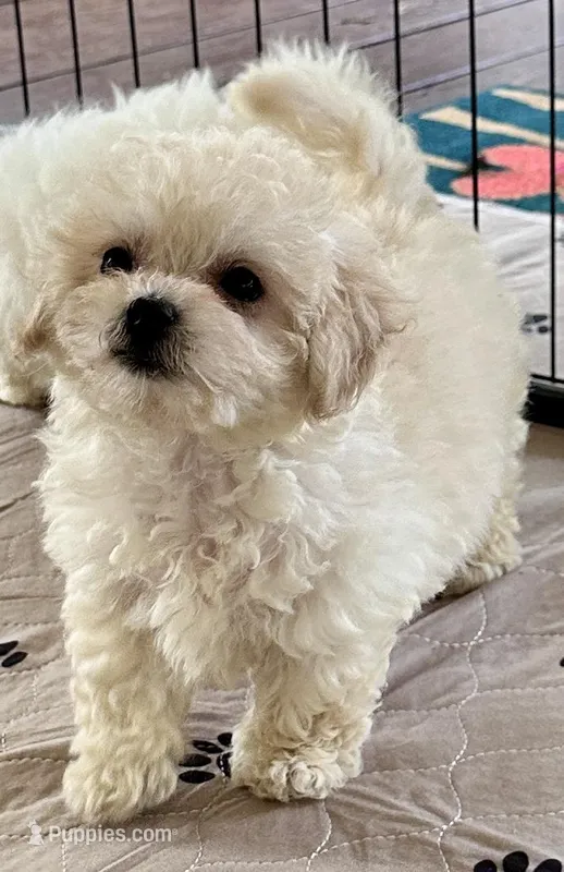 Daisy – Maltipoo, Poodle - Toy  puppy for sale in Mount Vernon, IL