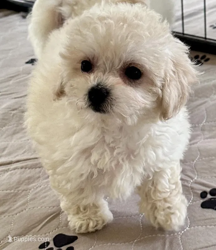Daisy – Maltipoo, Poodle - Toy  puppy for sale in Mount Vernon, IL