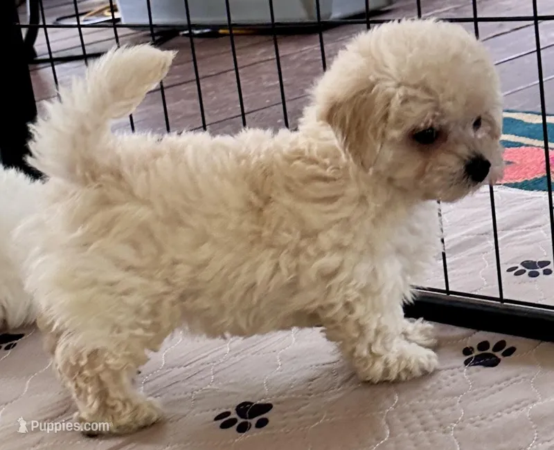 Daisy – Maltipoo, Poodle - Toy  puppy for sale in Mount Vernon, IL