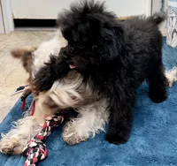 Tink, a male Poodle - Toy  for sale in Mount Vernon, IL – 6 of 10