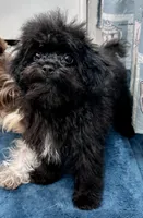 Tink, a male Poodle - Toy  for sale in Mount Vernon, IL – 3 of 10