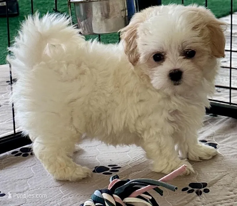 Luci Lu  – Maltipoo, Poodle - Toy  puppy for sale in Mount Vernon, IL