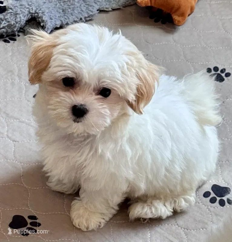 Luci Lu  – Maltipoo, Poodle - Toy  puppy for sale in Mount Vernon, IL