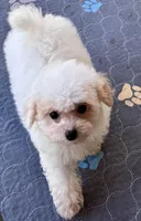 Maltipoo, a female Maltese and Poodle - Toy  for sale in Mount Vernon, IL – Photo 4 of 4