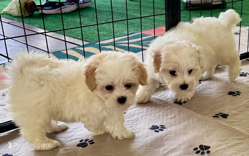 Luci Lu  – Maltipoo, Poodle - Toy  puppy for sale in Mount Vernon, IL
