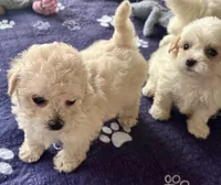 Luci Lu , a female Maltipoo and Poodle - Toy  for sale in Mount Vernon, IL – Photo 9 of 10