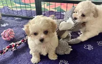Luci Lu , a female Maltipoo and Poodle - Toy  for sale in Mount Vernon, IL – Photo 10 of 10