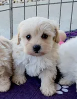Maxy, a male Maltipoo and Poodle - Toy  for sale in Mount Vernon, IL – Photo 2 of 8