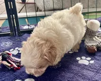 Luci Lu , a female Maltipoo and Poodle - Toy  for sale in Mount Vernon, IL – Photo 6 of 10