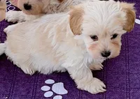 Maxy, a male Maltipoo and Poodle - Toy  for sale in Mount Vernon, IL – Photo 3 of 8