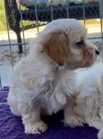 Maxy, a male Maltipoo and Poodle - Toy  for sale in Mount Vernon, IL – Photo 6 of 8