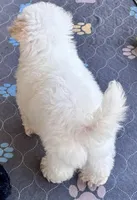 Maltipoo, a female Maltese and Poodle - Toy  for sale in Mount Vernon, IL – Photo 3 of 4