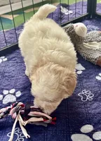 Luci Lu , a female Maltipoo and Poodle - Toy  for sale in Mount Vernon, IL – Photo 7 of 10