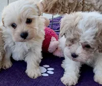 Maxy, a male Maltipoo and Poodle - Toy  for sale in Mount Vernon, IL – Photo 5 of 8