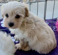 Maxy, a male Maltipoo and Poodle - Toy  for sale in Mount Vernon, IL – Photo 7 of 8