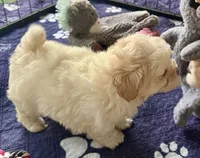 Luci Lu , a female Maltipoo and Poodle - Toy  for sale in Mount Vernon, IL – Photo 4 of 10