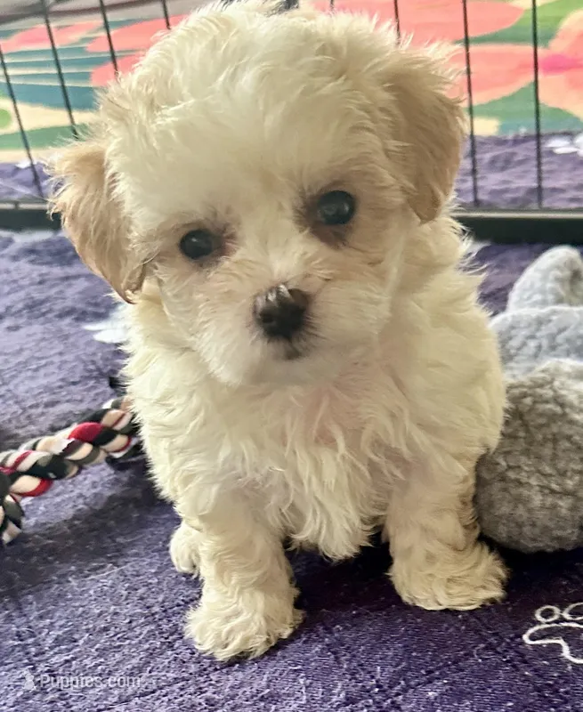 Luci Lu  – Maltipoo, Poodle - Toy  puppy for sale in Mount Vernon, IL