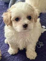 Luci Lu , a female Maltipoo and Poodle - Toy  for sale in Mount Vernon, IL – Photo 1 of 10