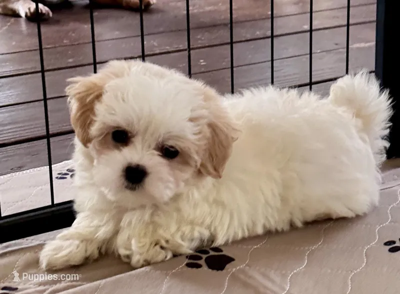 Luci Lu  – Maltipoo, Poodle - Toy  puppy for sale in Mount Vernon, IL