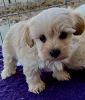 Maxy, a male Maltipoo and Poodle - Toy  for sale in Mount Vernon, IL – Photo 4 of 8