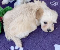 Maxy, a male Maltipoo and Poodle - Toy  for sale in Mount Vernon, IL – Photo 8 of 8