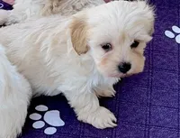 Maxy, a male Maltipoo and Poodle - Toy  for sale in Mount Vernon, IL – Photo 1 of 8