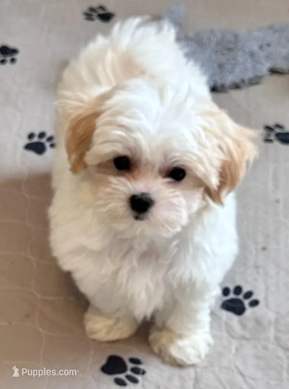 Luci Lu  – Maltipoo, Poodle - Toy  puppy for sale in Mount Vernon, IL