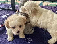 Luci Lu , a female Maltipoo and Poodle - Toy  for sale in Mount Vernon, IL – Photo 5 of 10