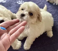 Luci Lu , a female Maltipoo and Poodle - Toy  for sale in Mount Vernon, IL – Photo 3 of 10