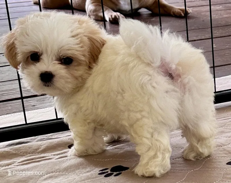 Luci Lu  – Maltipoo, Poodle - Toy  puppy for sale in Mount Vernon, IL