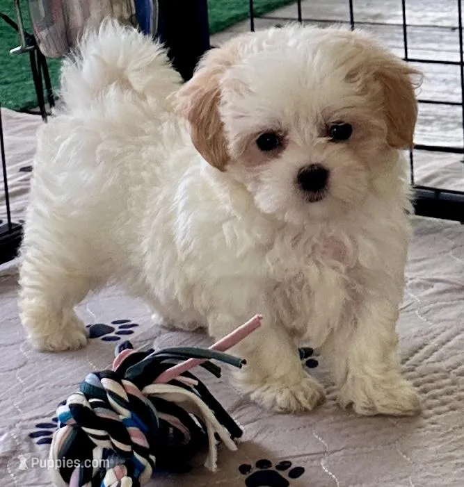 Luci Lu  – Maltipoo, Poodle - Toy  puppy for sale in Mount Vernon, IL