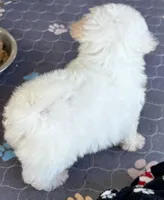 Maltipoo, a female Maltese and Poodle - Toy  for sale in Mount Vernon, IL – Photo 2 of 4