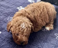 Kash, a male Poodle - Toy  for sale in Mount Vernon, IL – Photo 3 of 8