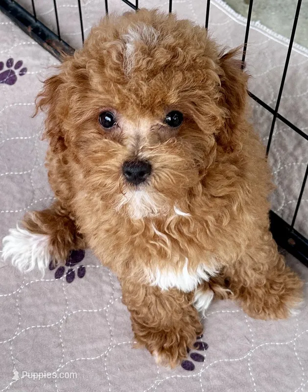 Kash – Poodle - Toy  puppy for sale in Mount Vernon, IL