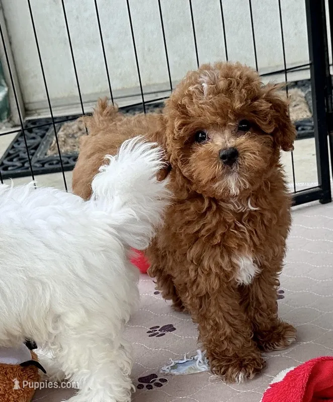 Kash – Poodle - Toy  puppy for sale in Mount Vernon, IL