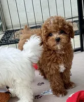Kash, a male Poodle - Toy  for sale in Mount Vernon, IL – Photo 7 of 10