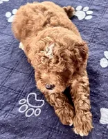 Kash, a male Poodle - Toy  for sale in Mount Vernon, IL – Photo 2 of 8